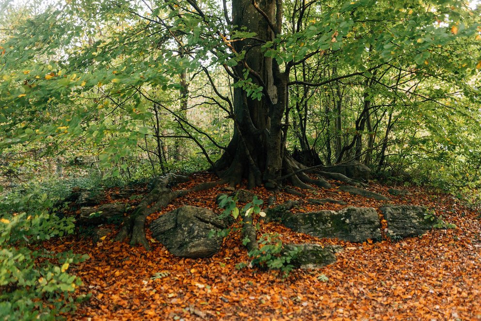 Herbstferien in Arbogast